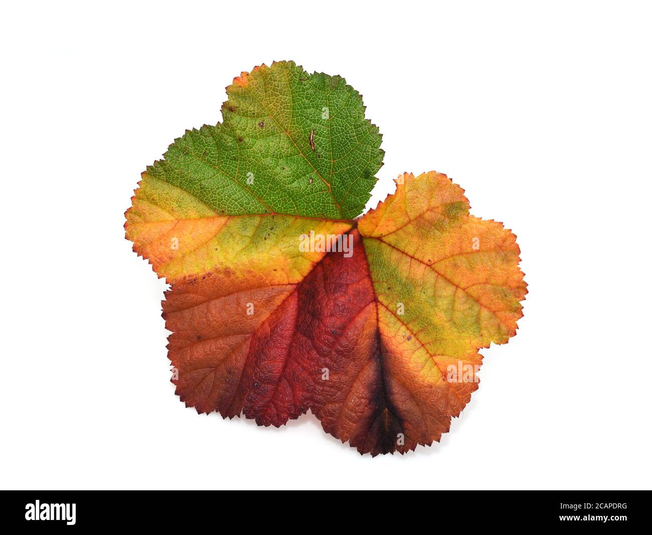 Autumn colored leaf from a cloudberry plant isolated on white background Stock Photo