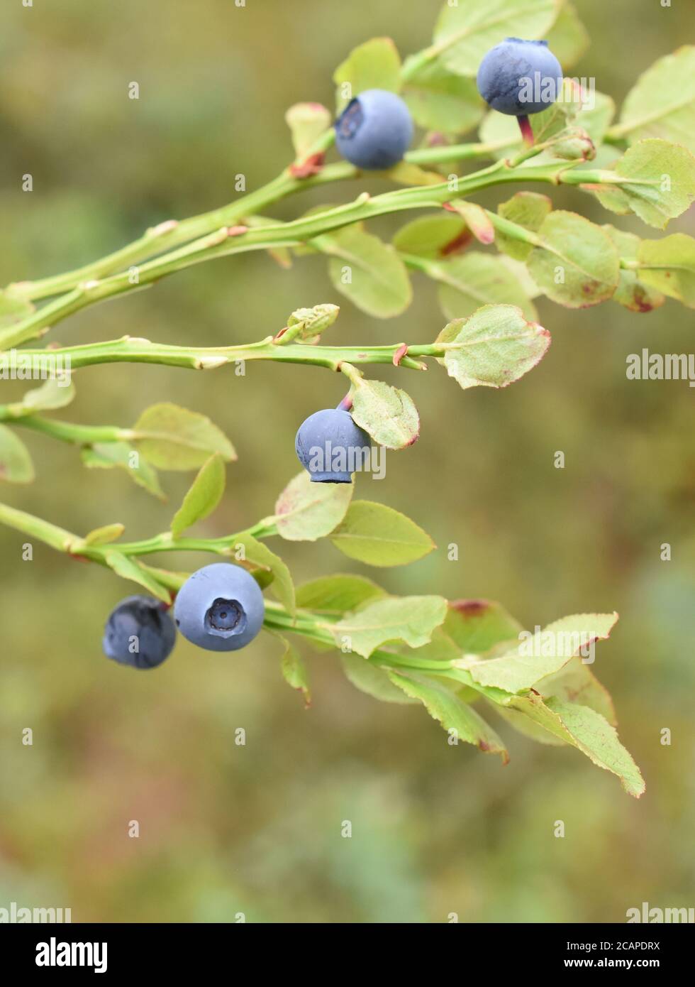 Wild blueberry bush hires stock photography and images Alamy