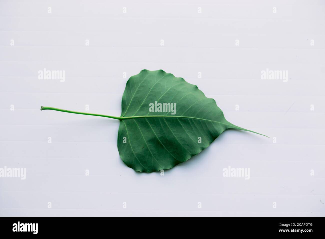 Banyan Tree Stem High Resolution Stock Photography and Images - Alamy