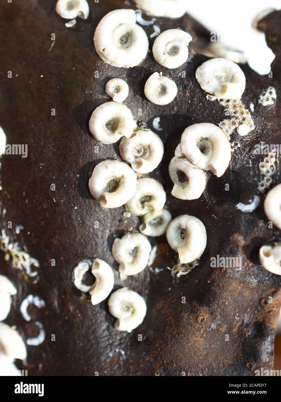 Spirorbis worm white coiled spiral shells on seaweed plant Stock Photo
