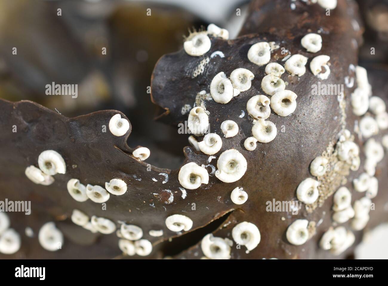 Spirorbis worm white coiled spiral shells on seaweed plant Stock Photo