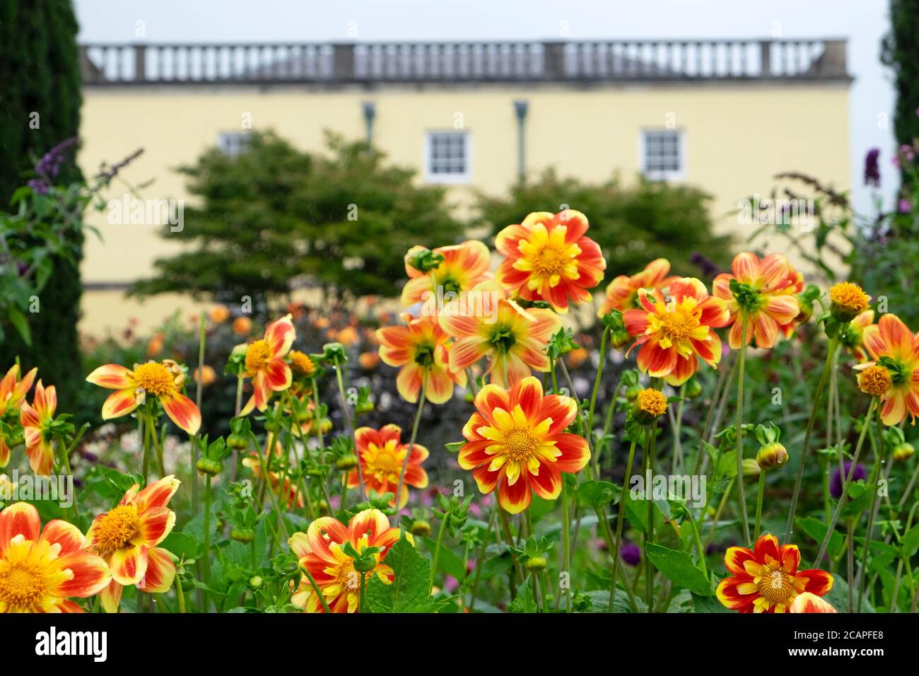 Dahlia Pooh dahlias in bloom in August summer and Principality House at the National Botanic Garden of Wales in Carmarthenshire Wales UK. KATHY DEWITT Stock Photo