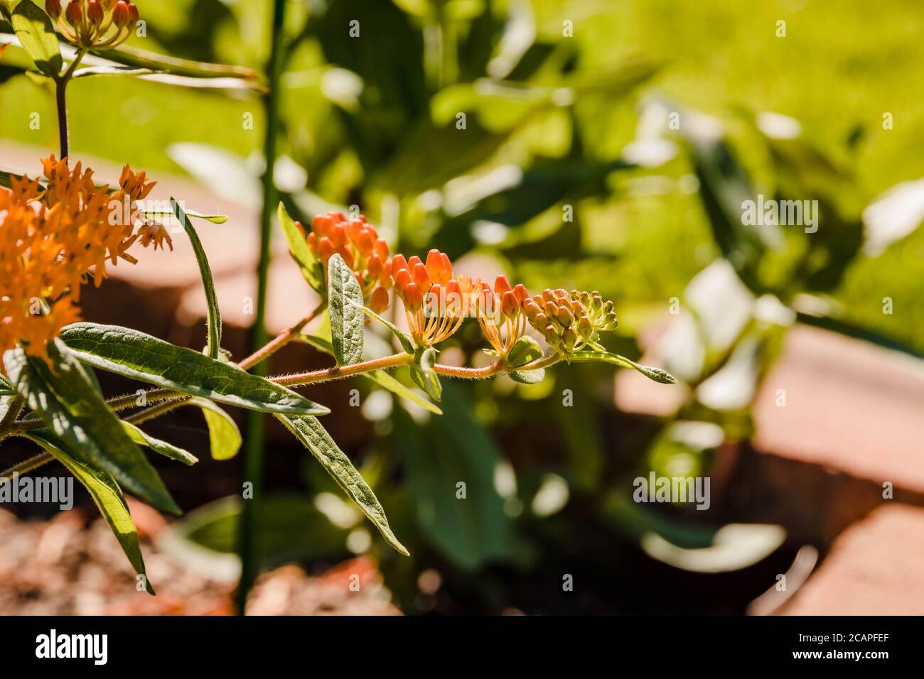 buds on an orange butterfly bush about to open Stock Photo