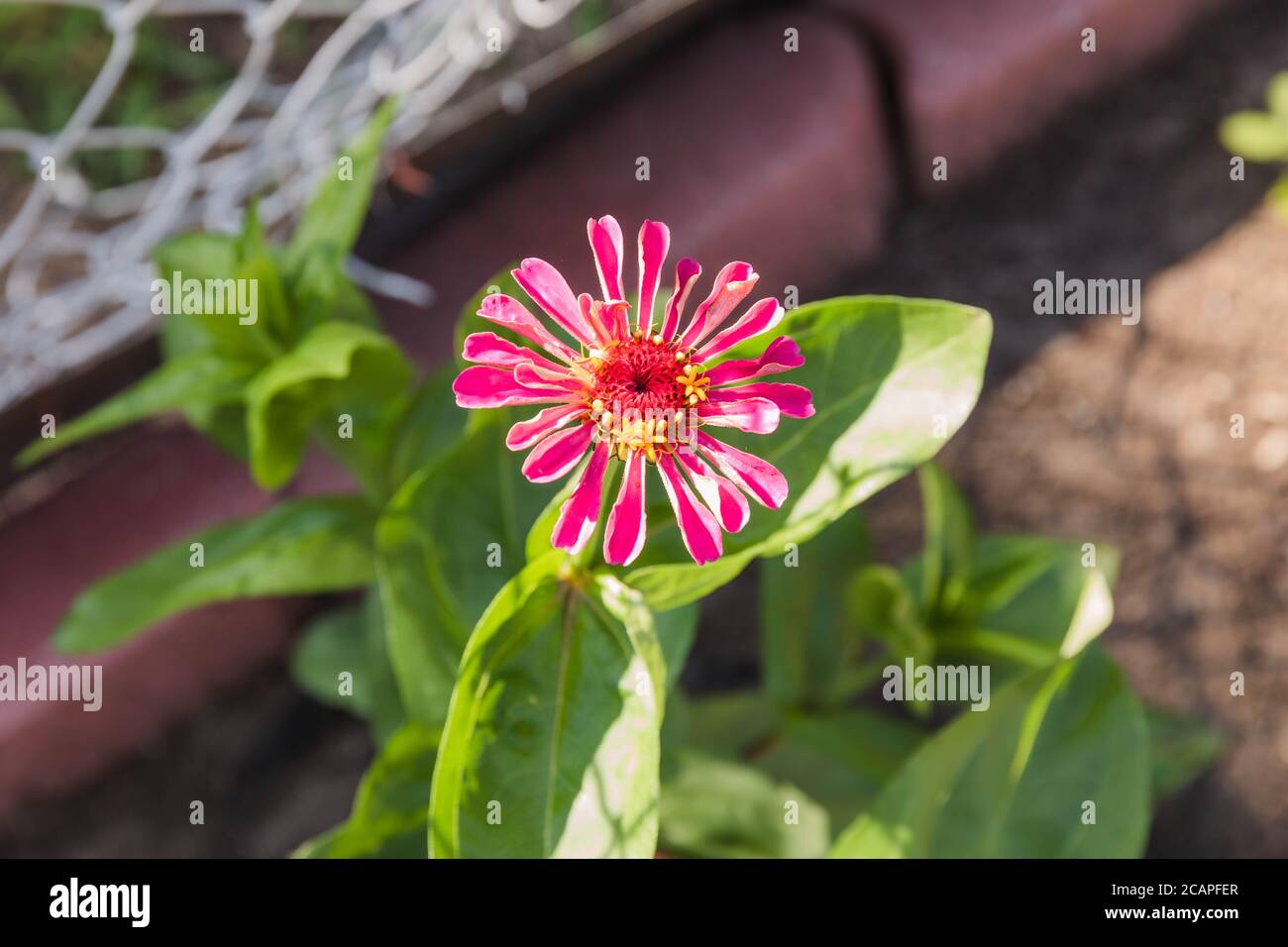 solitary red zinnia finally blooms in the back garden Stock Photo