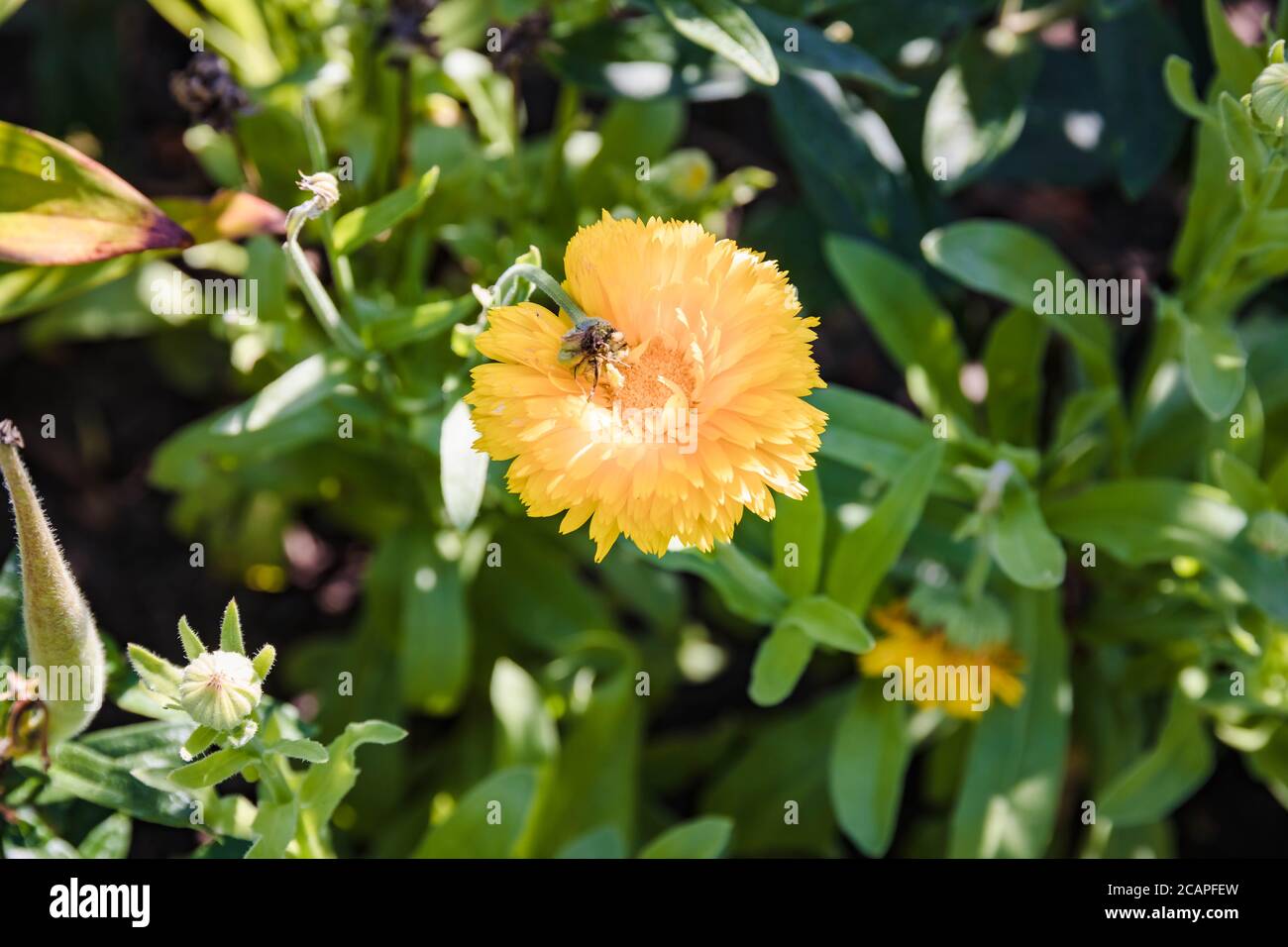 first of the yellow chrysanthemums blooming in the garden Stock Photo