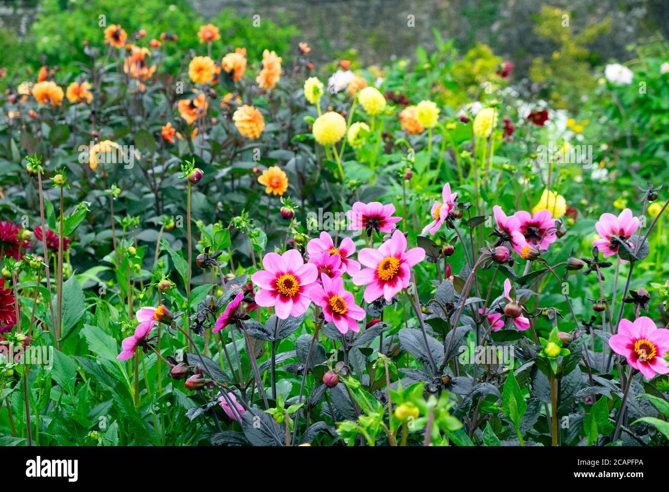 Happy Single Wink pink dahlias in the dahlia bed at the National Botanic Garden of Wales in August 2020 Carmarthenshire Wales UK. KATHY DEWITT Stock Photo