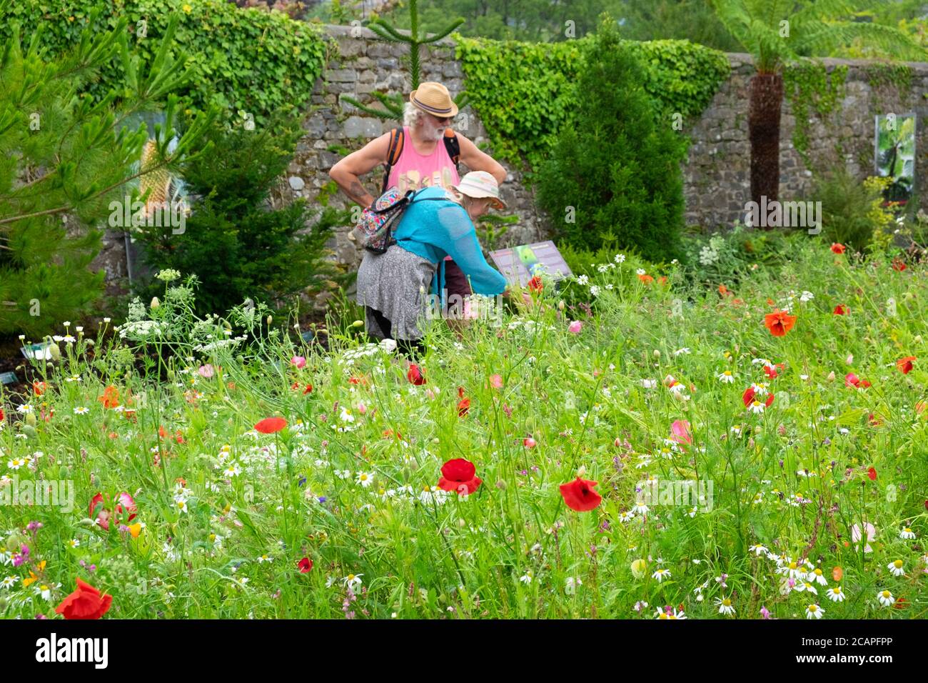 People wearing straw hats at the National Botanic Garden of Wales admire the poppy meadow in summer August 2020 Carmarthenshire Wales UK KATHY DEWITT Stock Photo