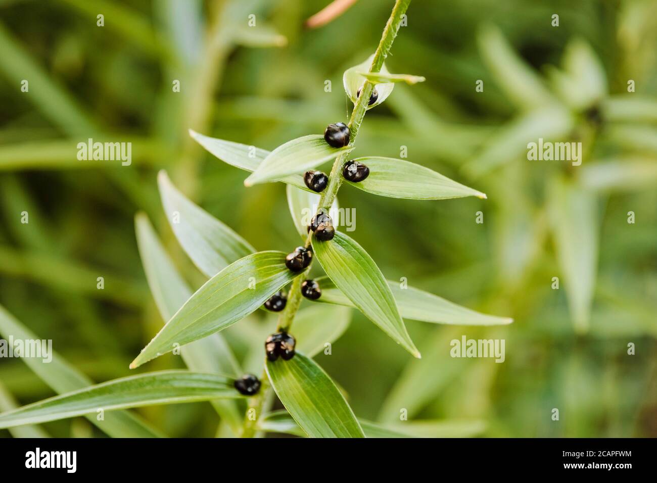 stem of the Tiger Lily plant still has its seeds Stock Photo Alamy
