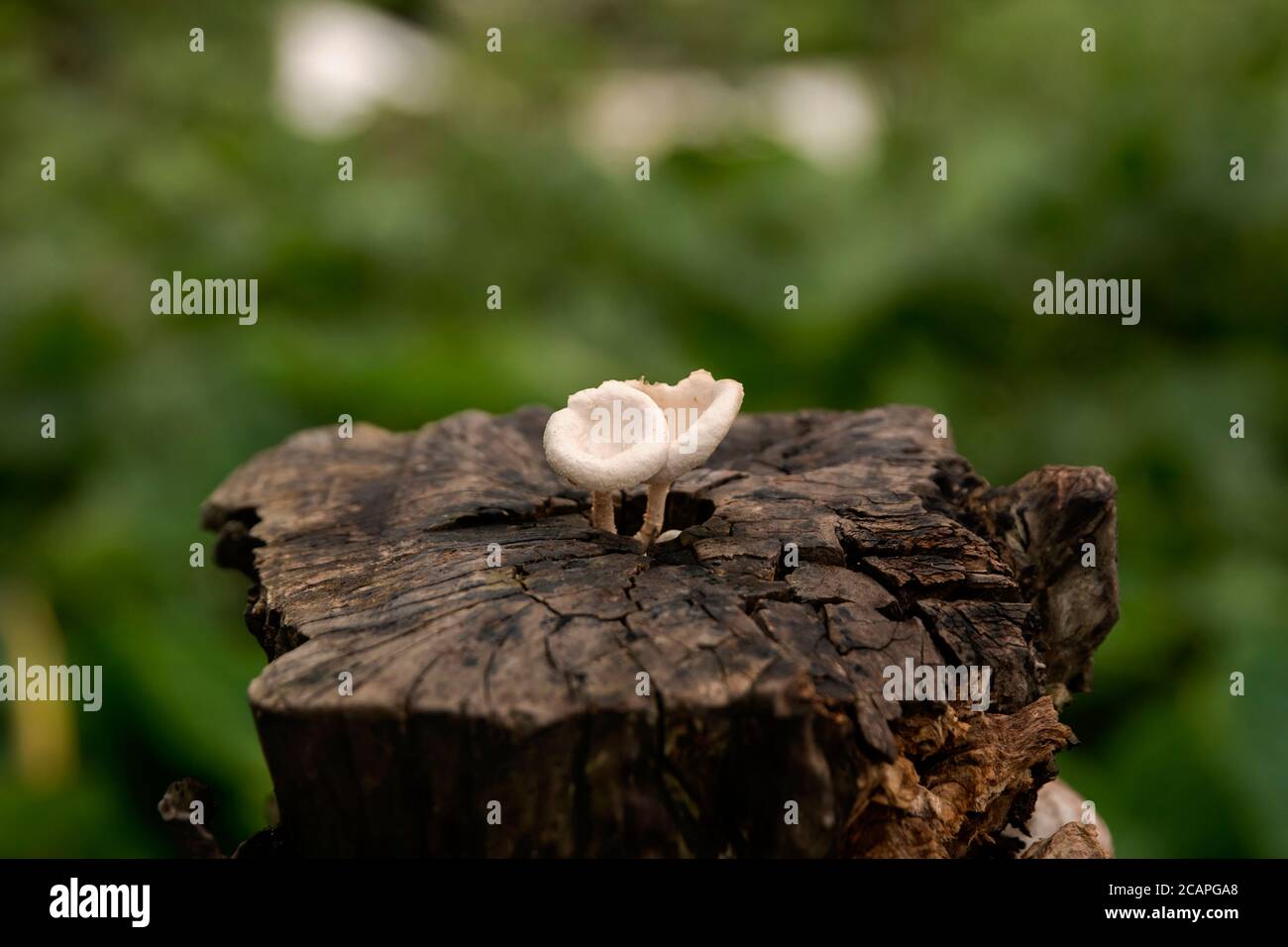 Mushrooms or fungus on a old rotten wood Stock Photo