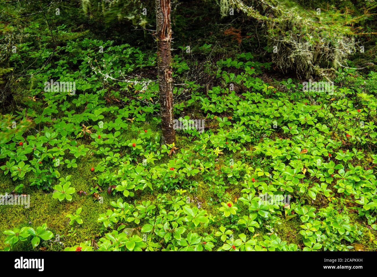 Boreal forest understory hires stock photography and images Alamy