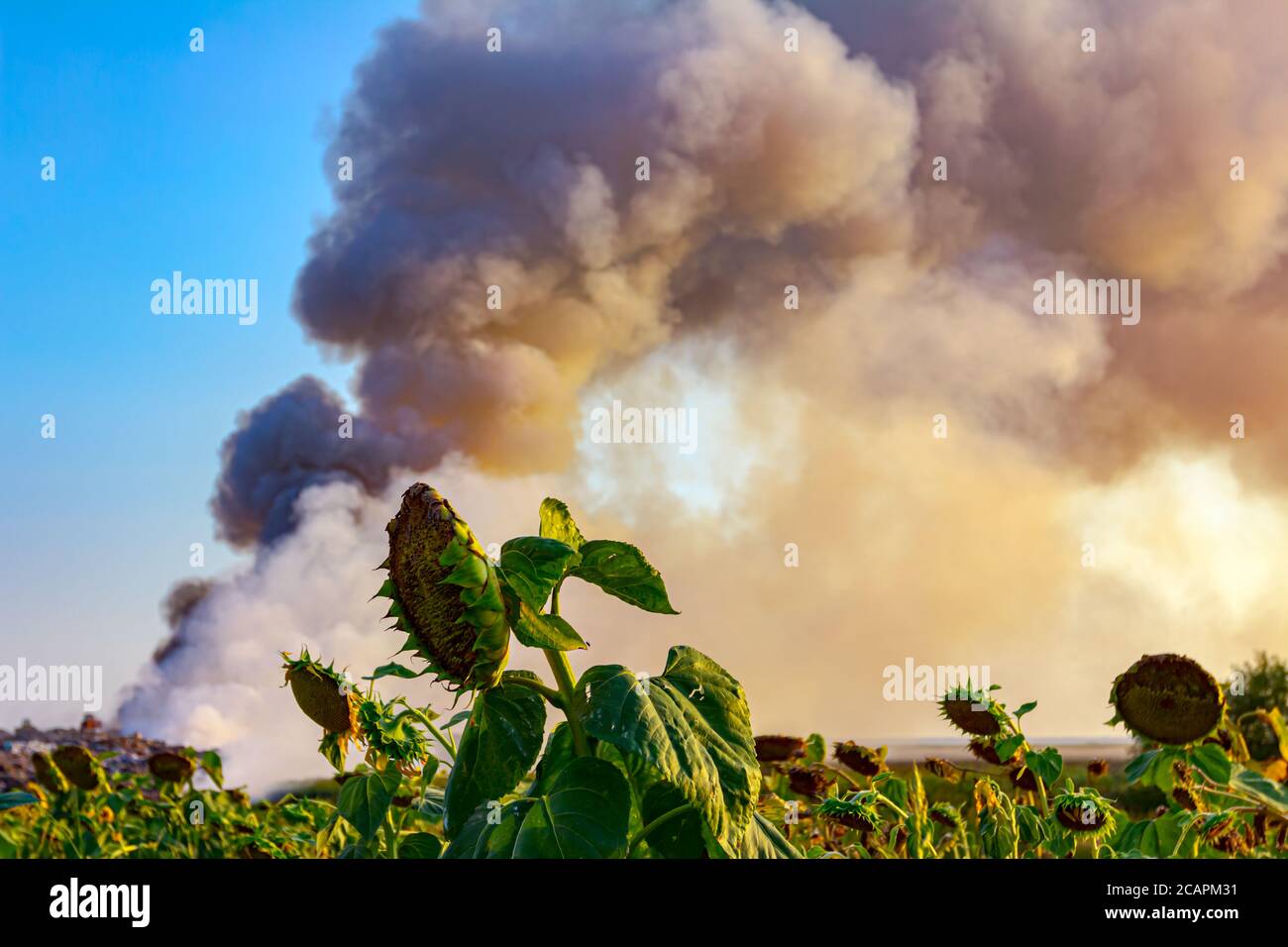 Burning garbage dump pollutes the environment; wind raises toxic smoke