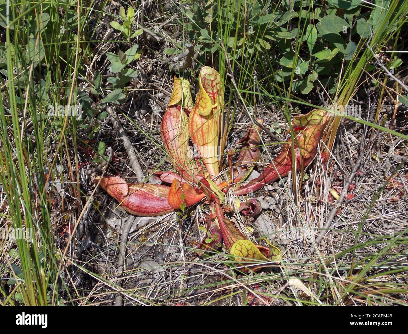 Sarracenia rubra also known sweet pitcherplant carnivorous plant Stock Photo
