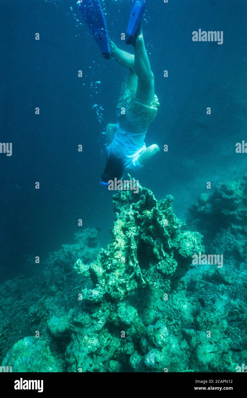 Archive image: woman snorkeller diving down to examine coral bleaching in the Maldives, c. 2005, possibly Ari Atoll. Stock Photo