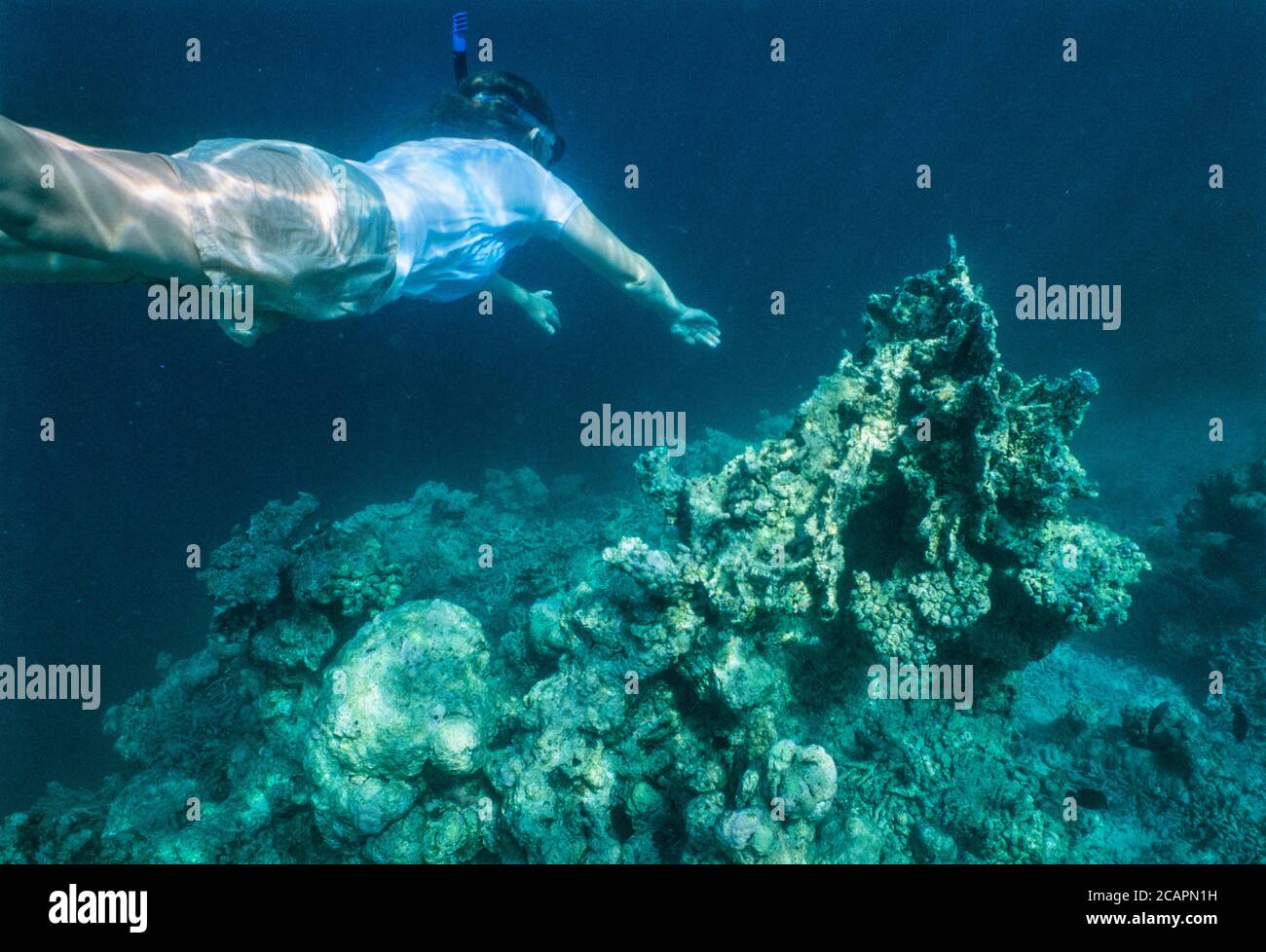 Archive image: woman snorkeller examining coral bleaching in the Maldives, c. 2005, possibly Ari Atoll. Stock Photo