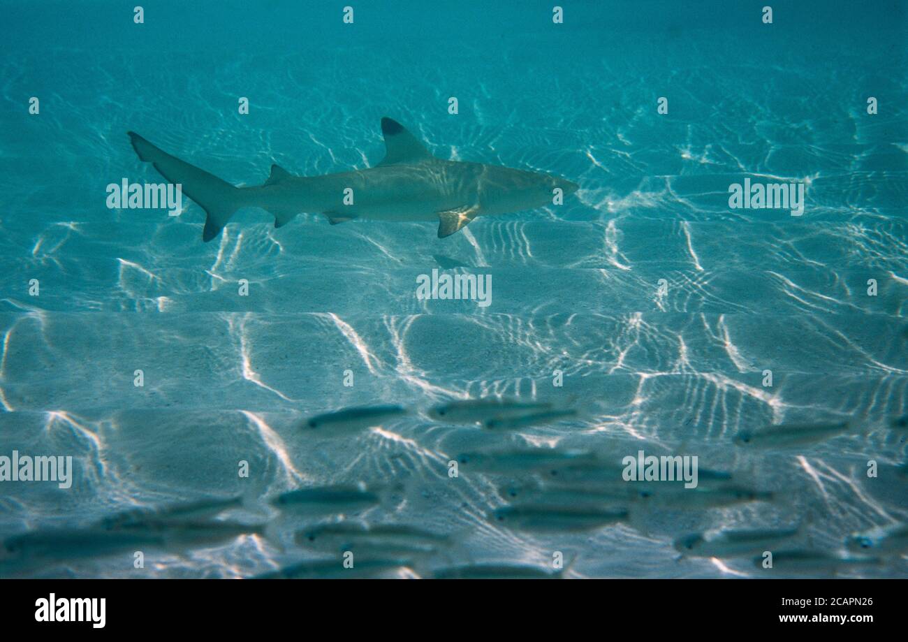 Archive image: Blacktip reef shark in shallow water with school of smaller fish in foreground, Maldives, 2002 Stock Photo