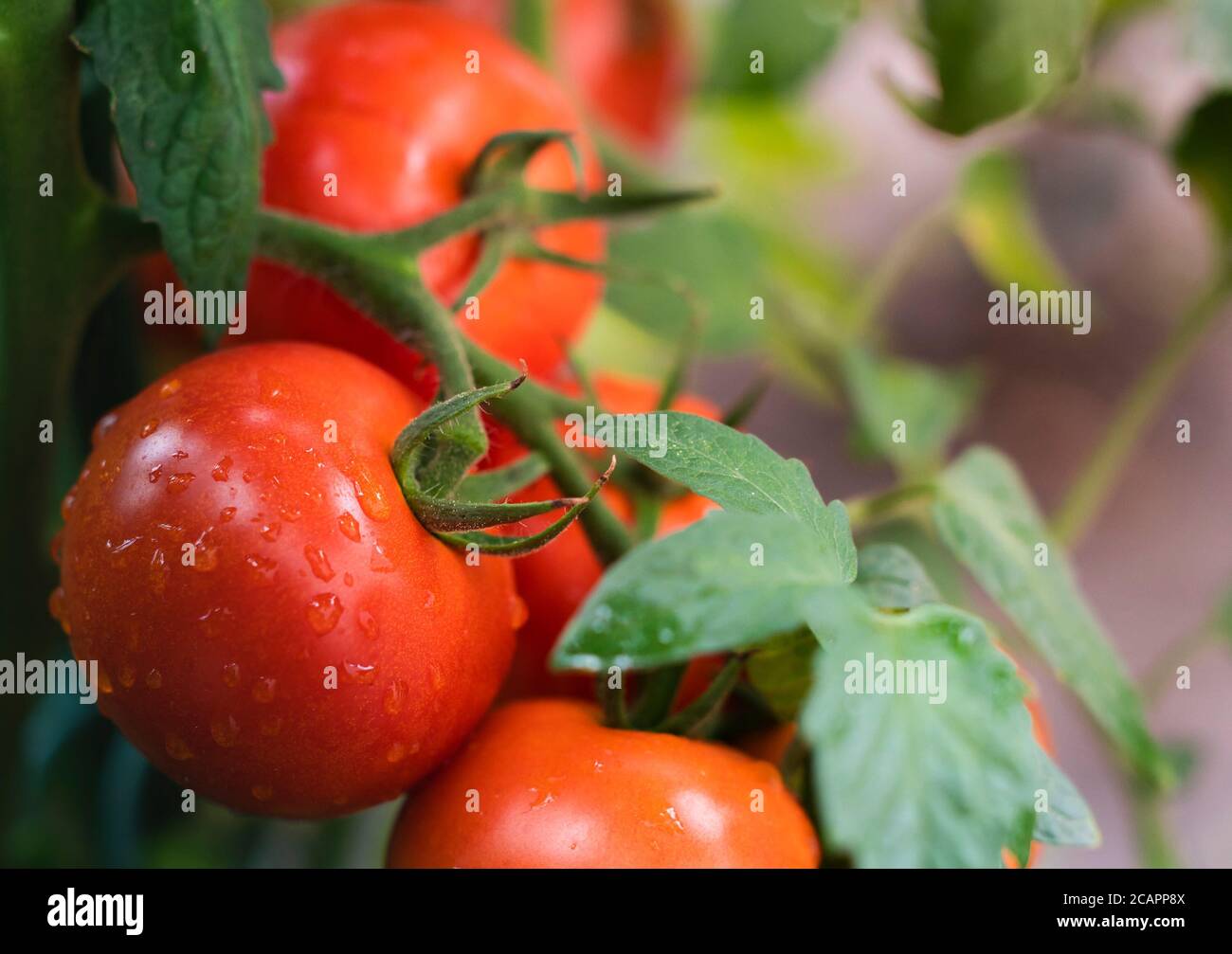 Organic tomatoes hi-res stock photography and images - Alamy