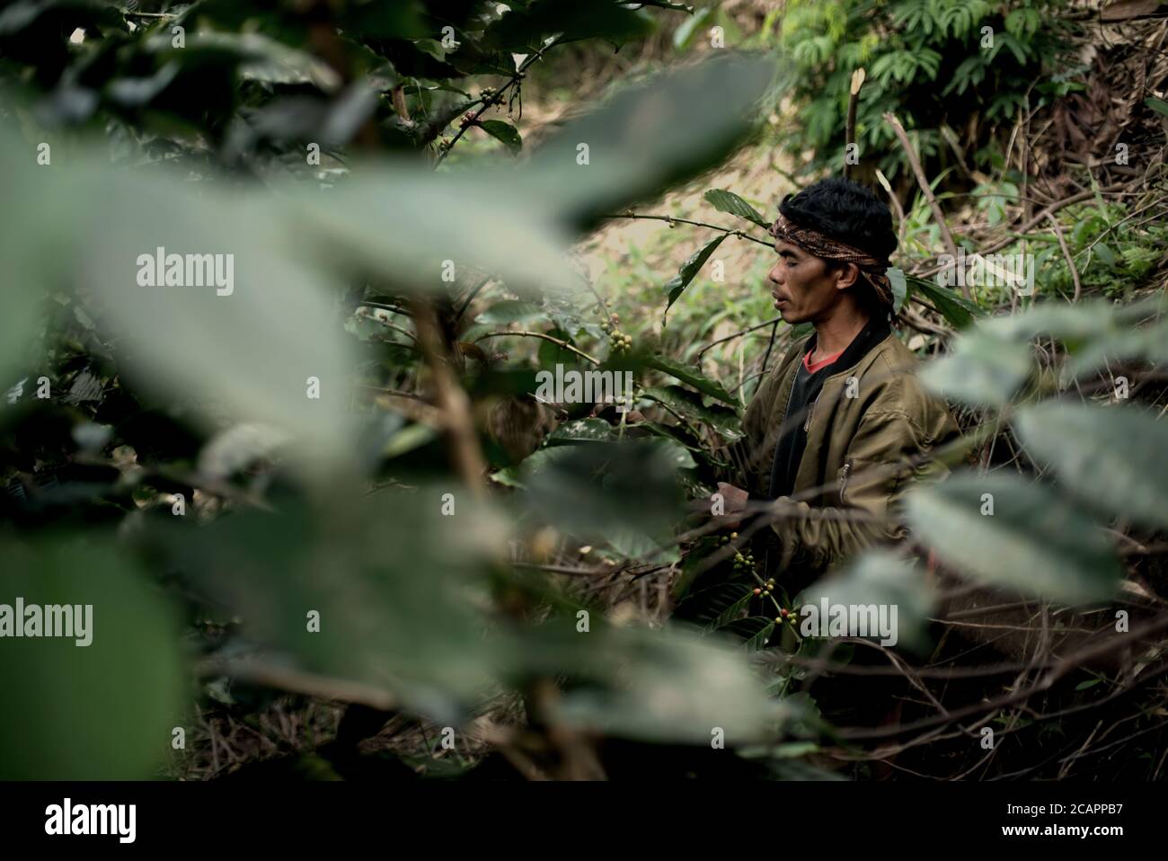 A coffee farmer picking robusta coffee cherries in West Java, Indonesia. Stock Photo