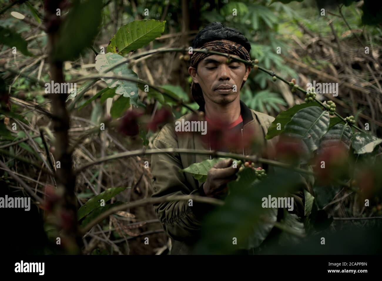 A coffee farmer picking robusta coffee cherries in West Java, Indonesia. Stock Photo