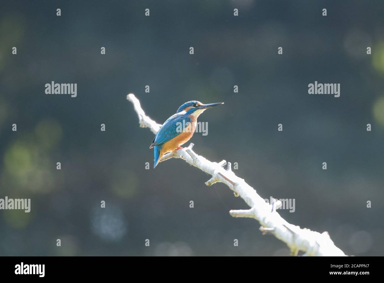 Kingfisher on a perch on the river Ure in North Yorkshire Stock Photo