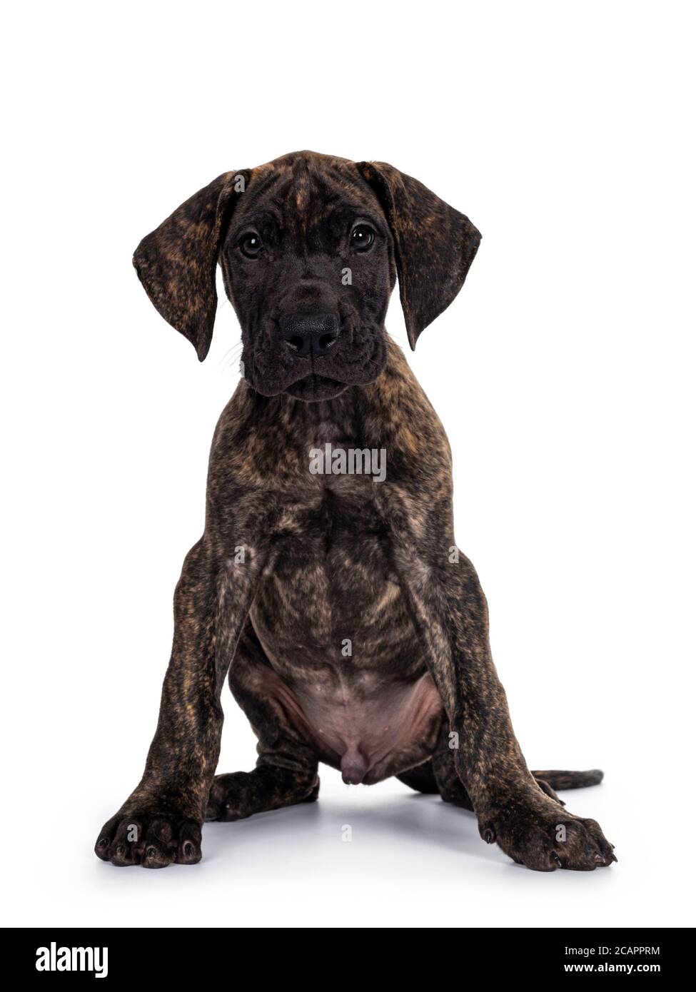 Cute dark brindle Great Dane dog puppy, sittingl facing front. Looking