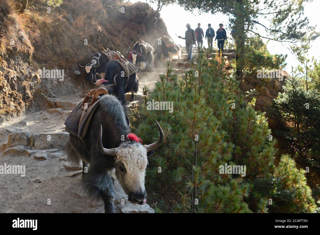Pack yak hi-res stock photography and images - Alamy
