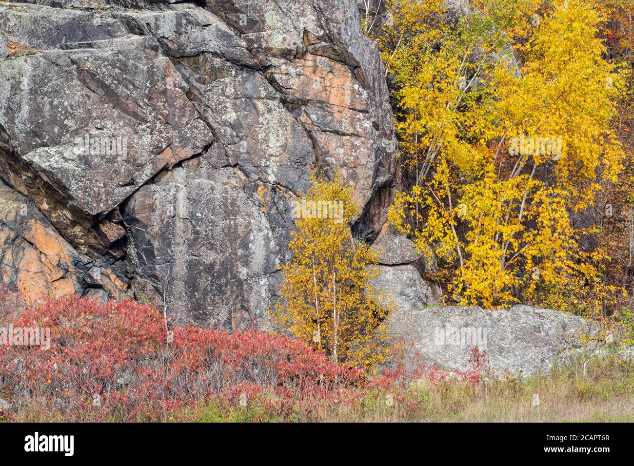 Autumn birches, near Espanola, Ontario, Canada Stock Photo Alamy