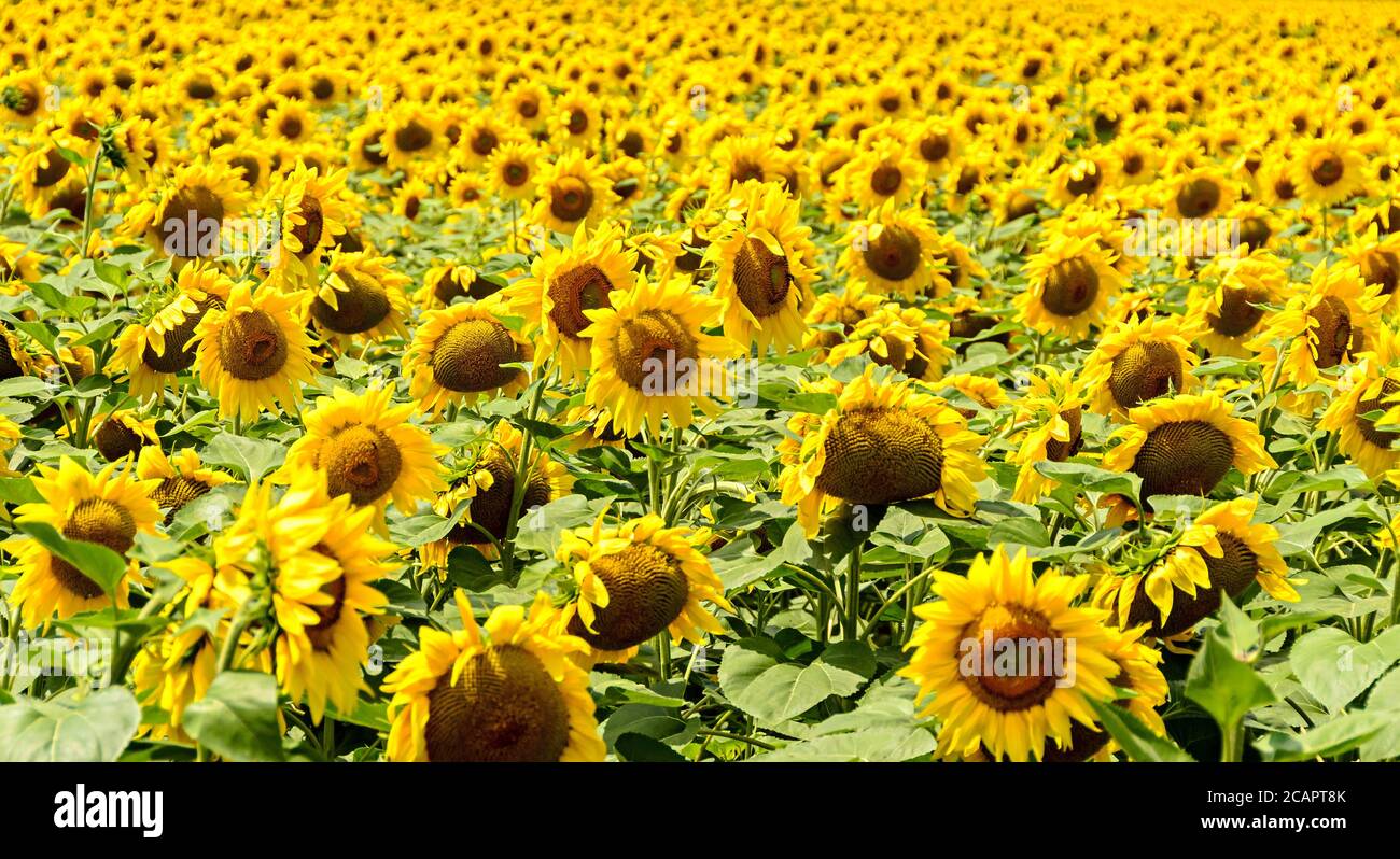 Close up sunflower field grass hi-res stock photography and images - Alamy