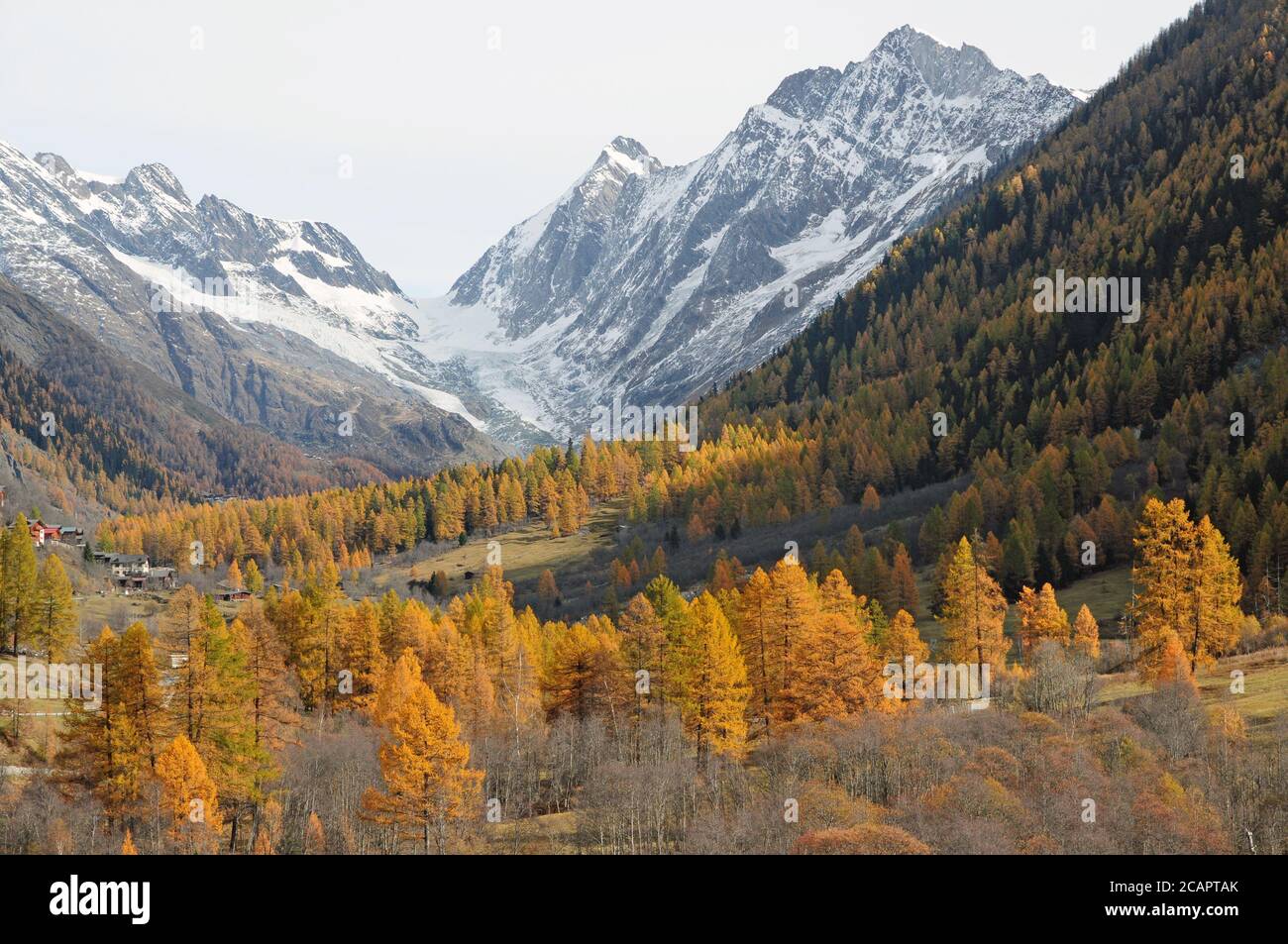 Golden larches in front of the Läng glacier and the Sattelhorn in Blatten. Stock Photo