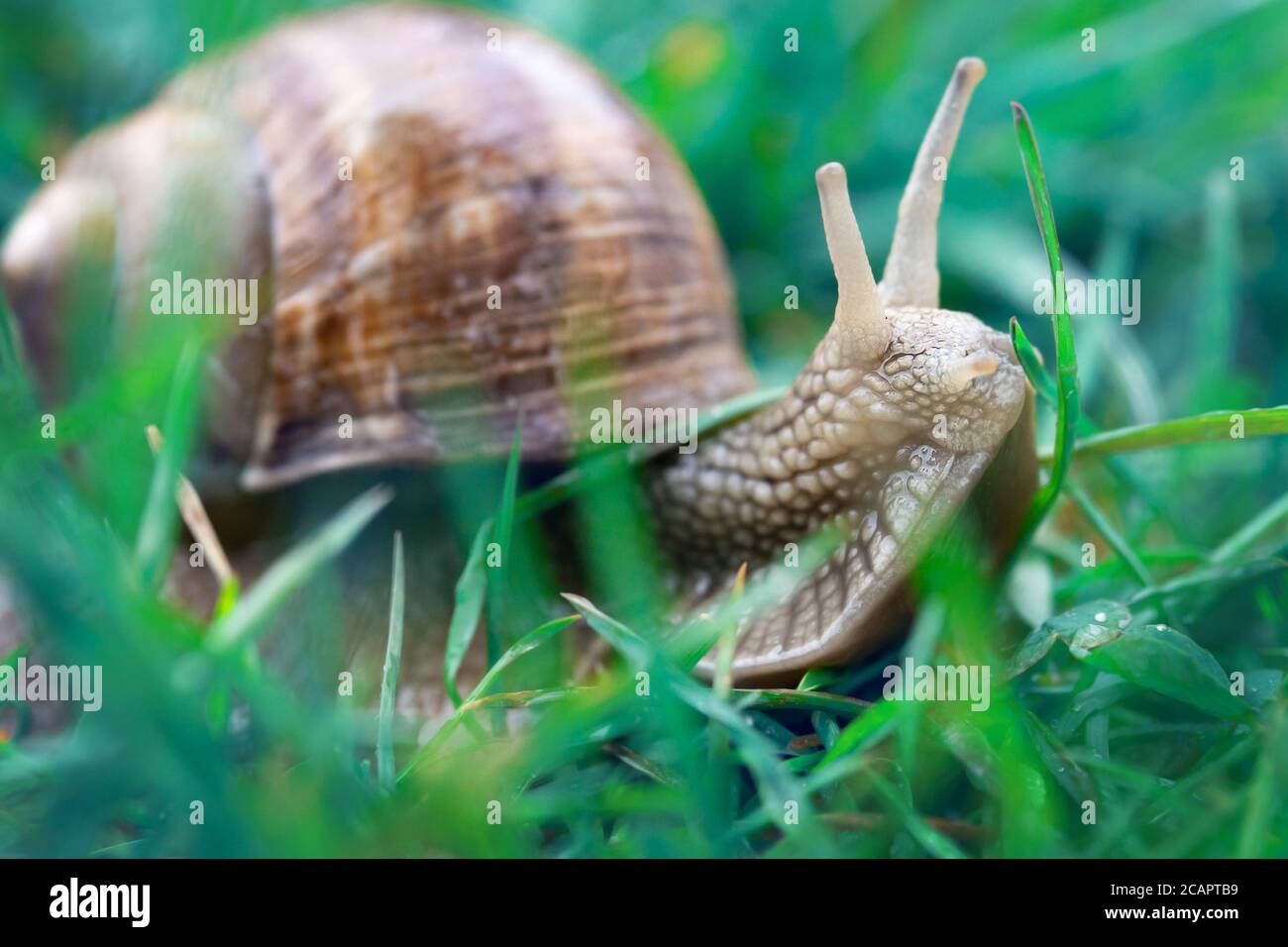 Macro photo of an adult grape snail crawling in green grass in summer ...