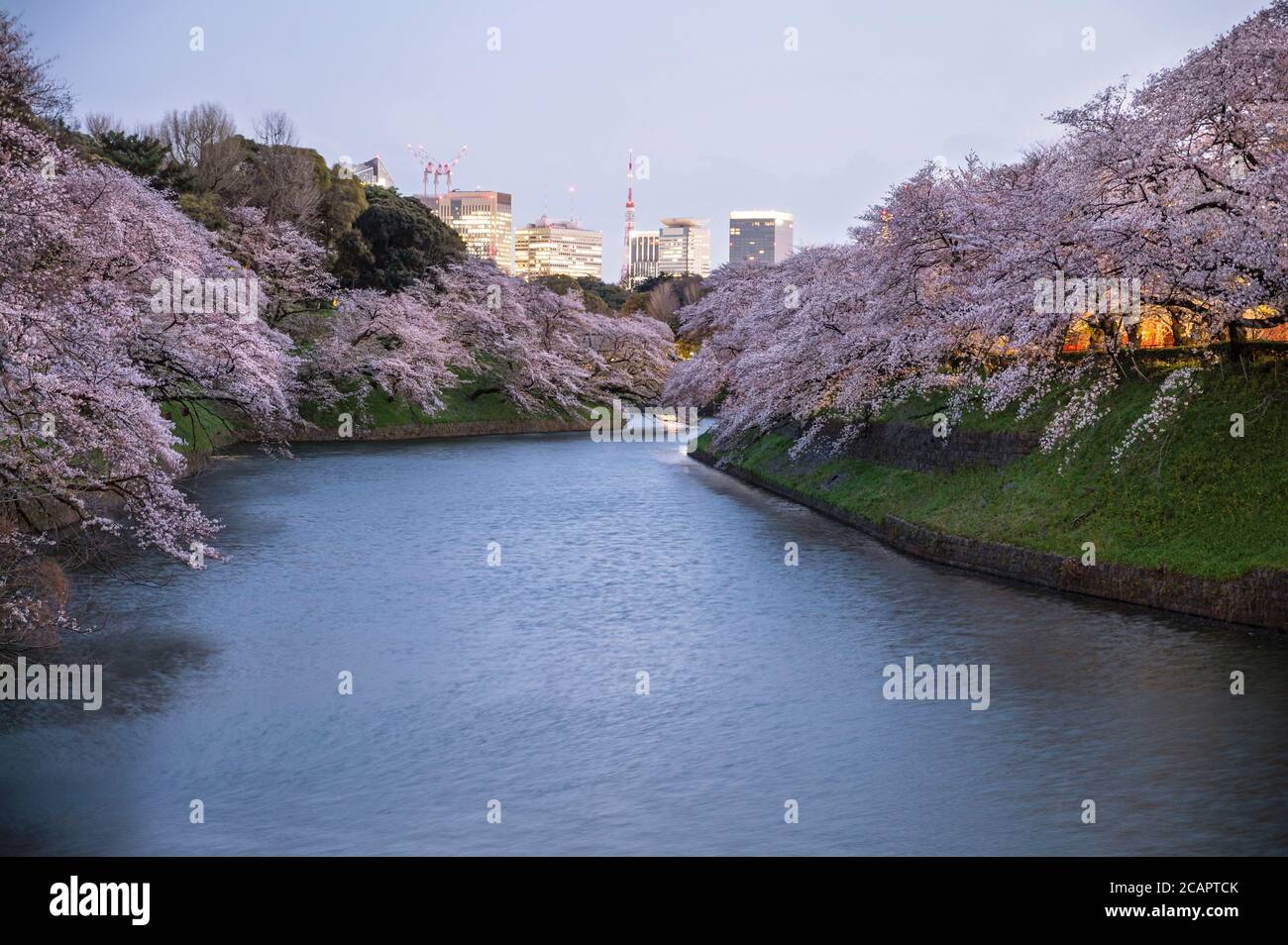 Evening sakura scenery at the northern gardens of the Imperial Palace in Tokyo. Stock Photo