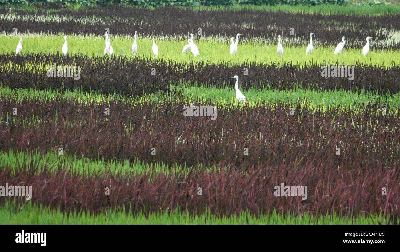 (200808) -- NANJING, Aug. 8, 2020 (Xinhua) -- Egrets are seen at a paddy field in Shangmingdian Village of Zhangpu Town, in Kunshan City, east China's Jiangsu Province, Aug. 8, 2020. In recent years, Zhangpu Town has promoted rural construction with ecological agriculture, green agriculture and tourism agriculture as the core. The economy has continued to develop efficiently with the per capita net income of farmers reaching 46,695 yuan (about 6,701 U.S. dollars) in 2019. (Xinhua/Yang Lei) Stock Photo