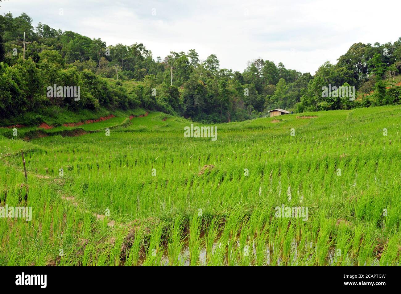 Rice paddy in the Thanon Thong Chai range of the Shan Hills. Stock Photo