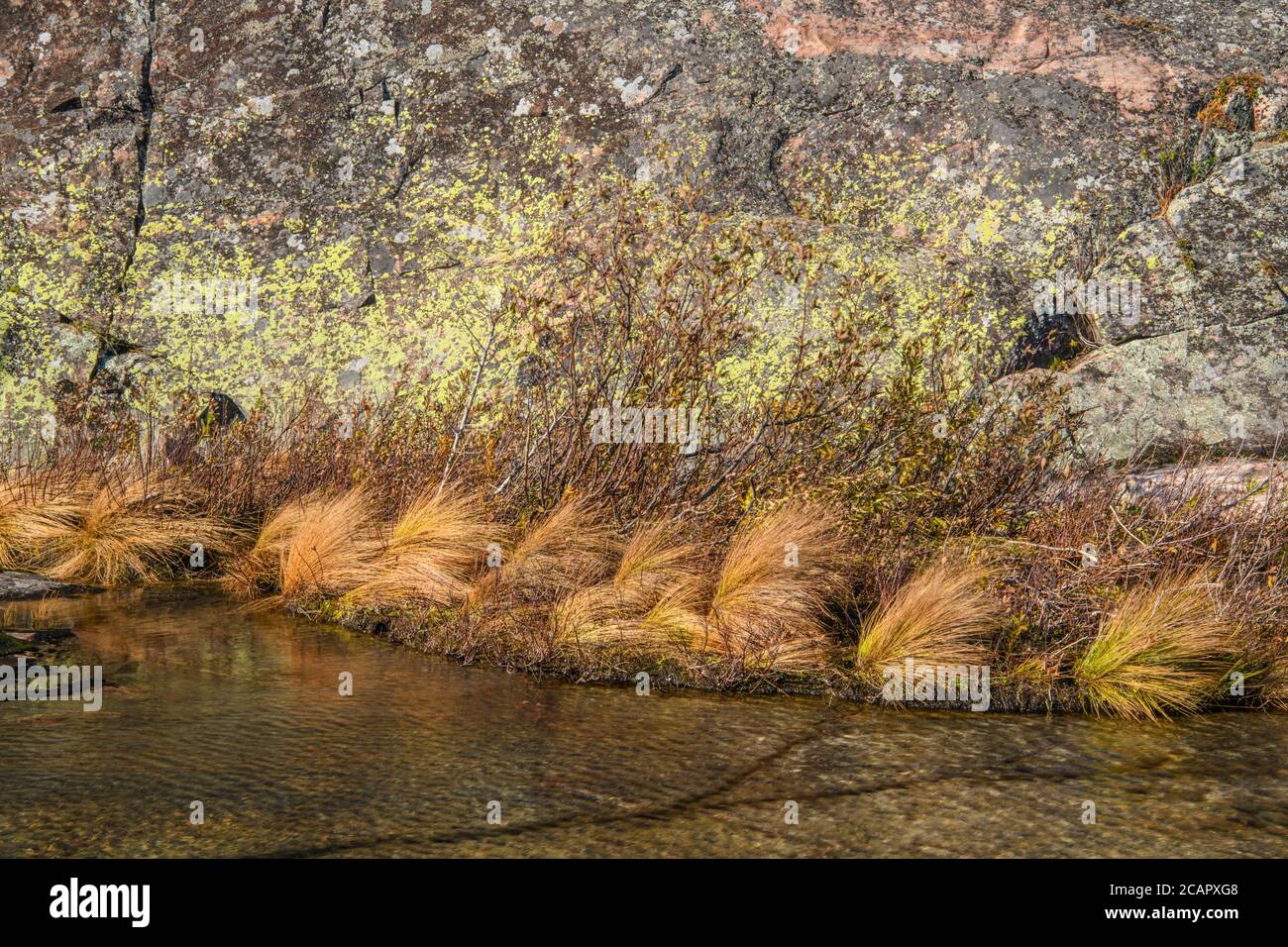 Lichen covered rock reflected in a small vernal pond, Lake Superior Provincial Park, Ontario, Canada Stock Photo