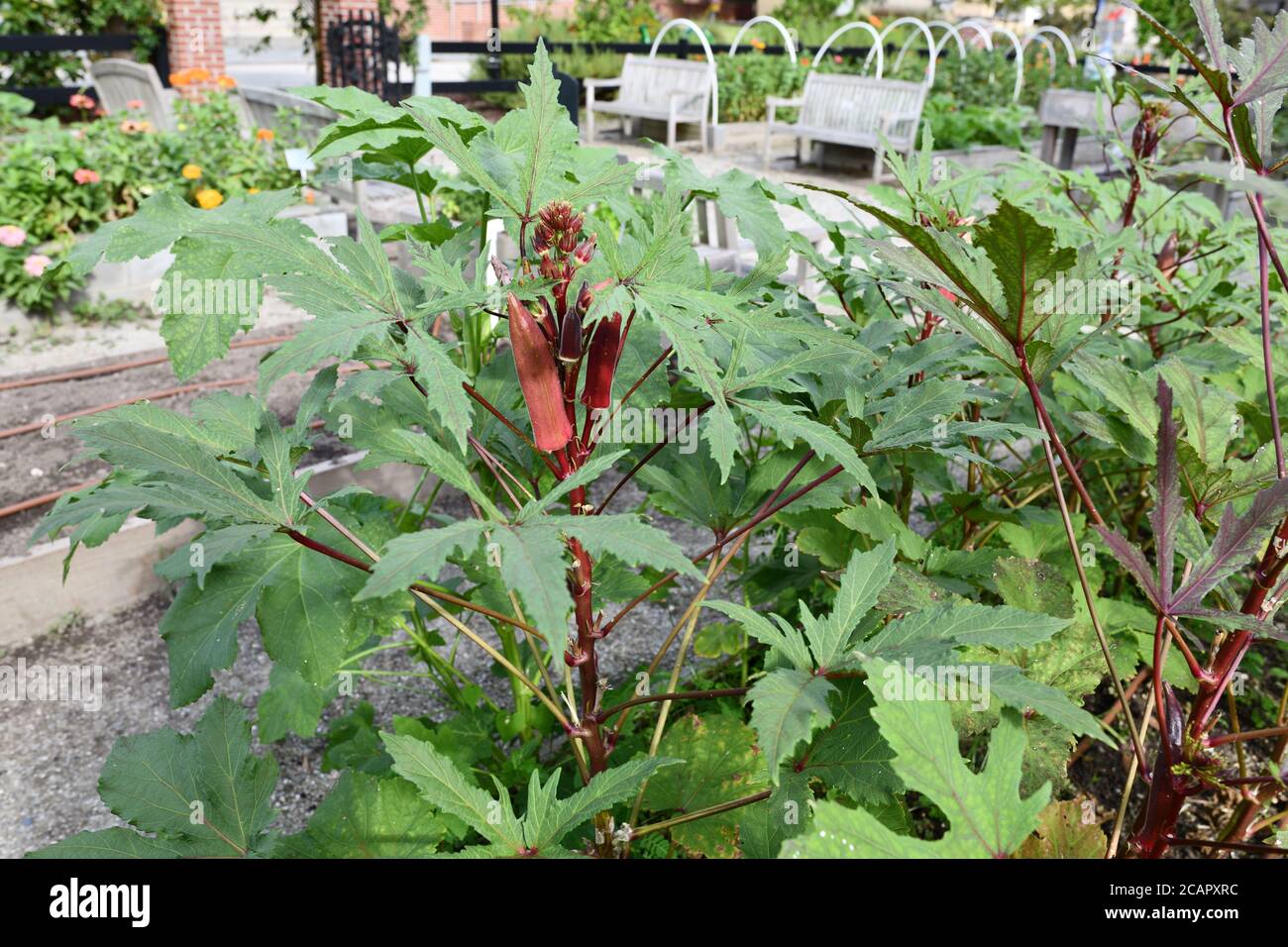 Urban Garden with Lots of Loving Care by Volunteers Producing Corn ...