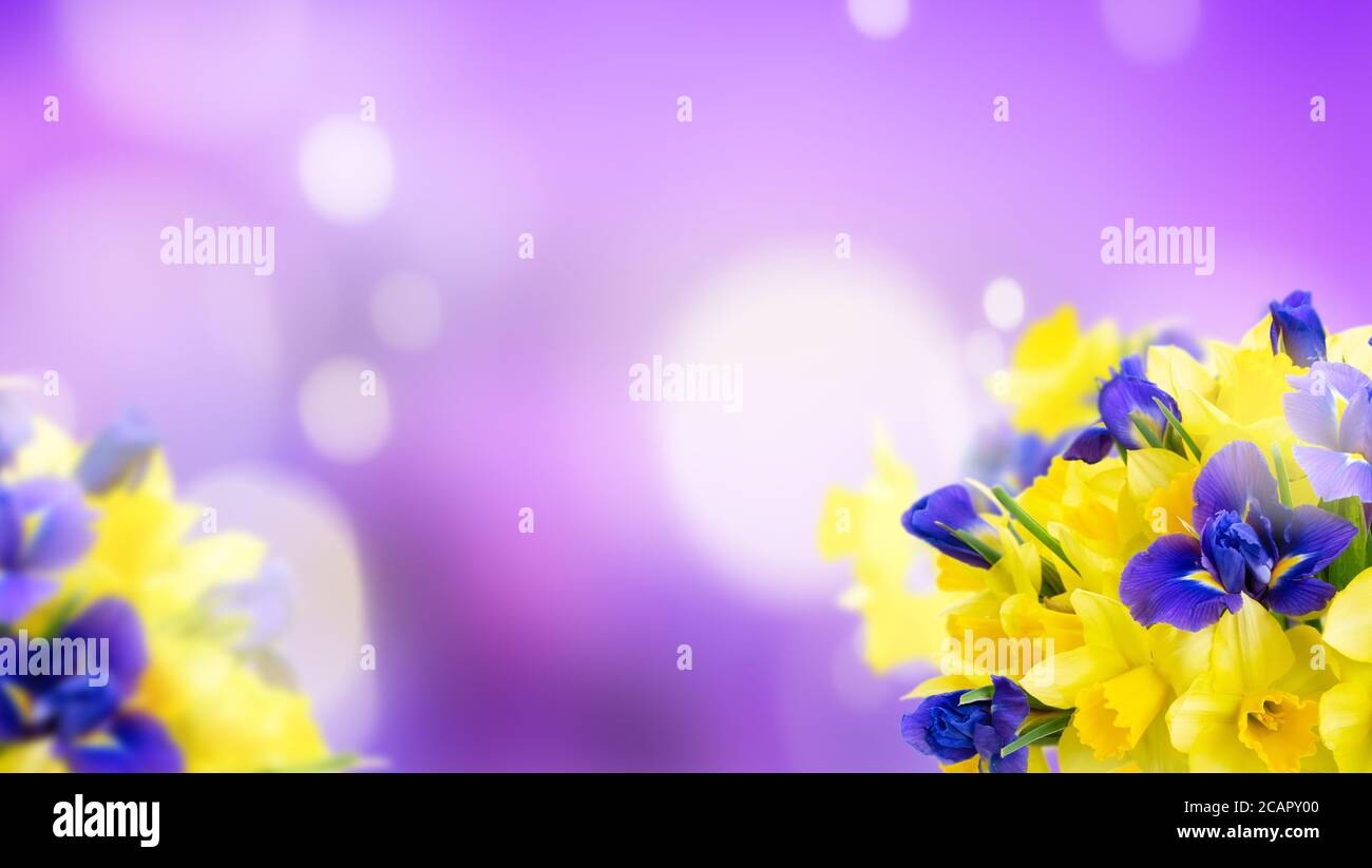 bouquet of daffodil and iris flowers Stock Photo Alamy