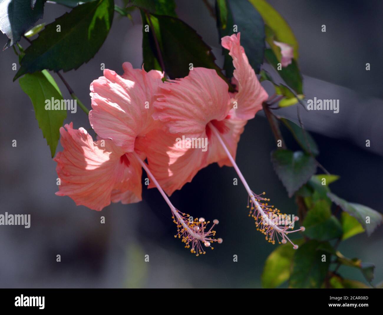 Peach Hibiscus High Resolution Stock Photography and Images - Alamy