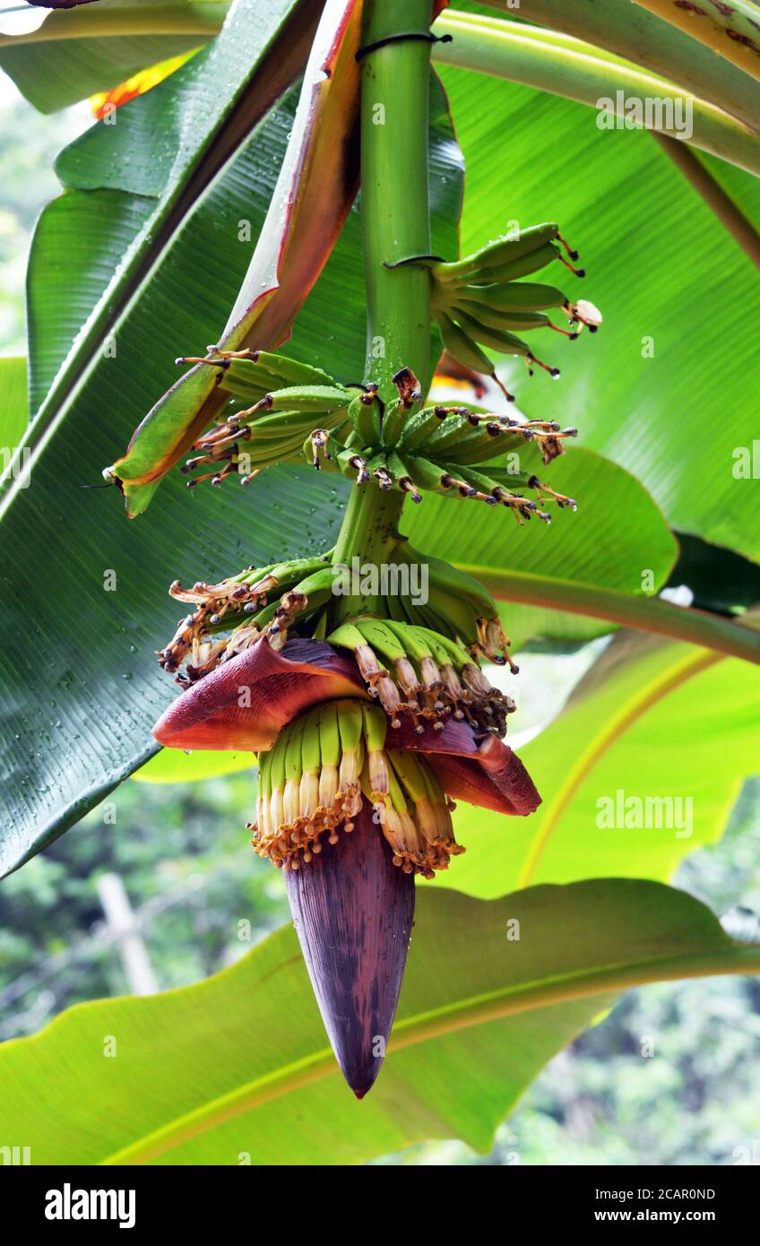 Kerala banana hires stock photography and images Alamy