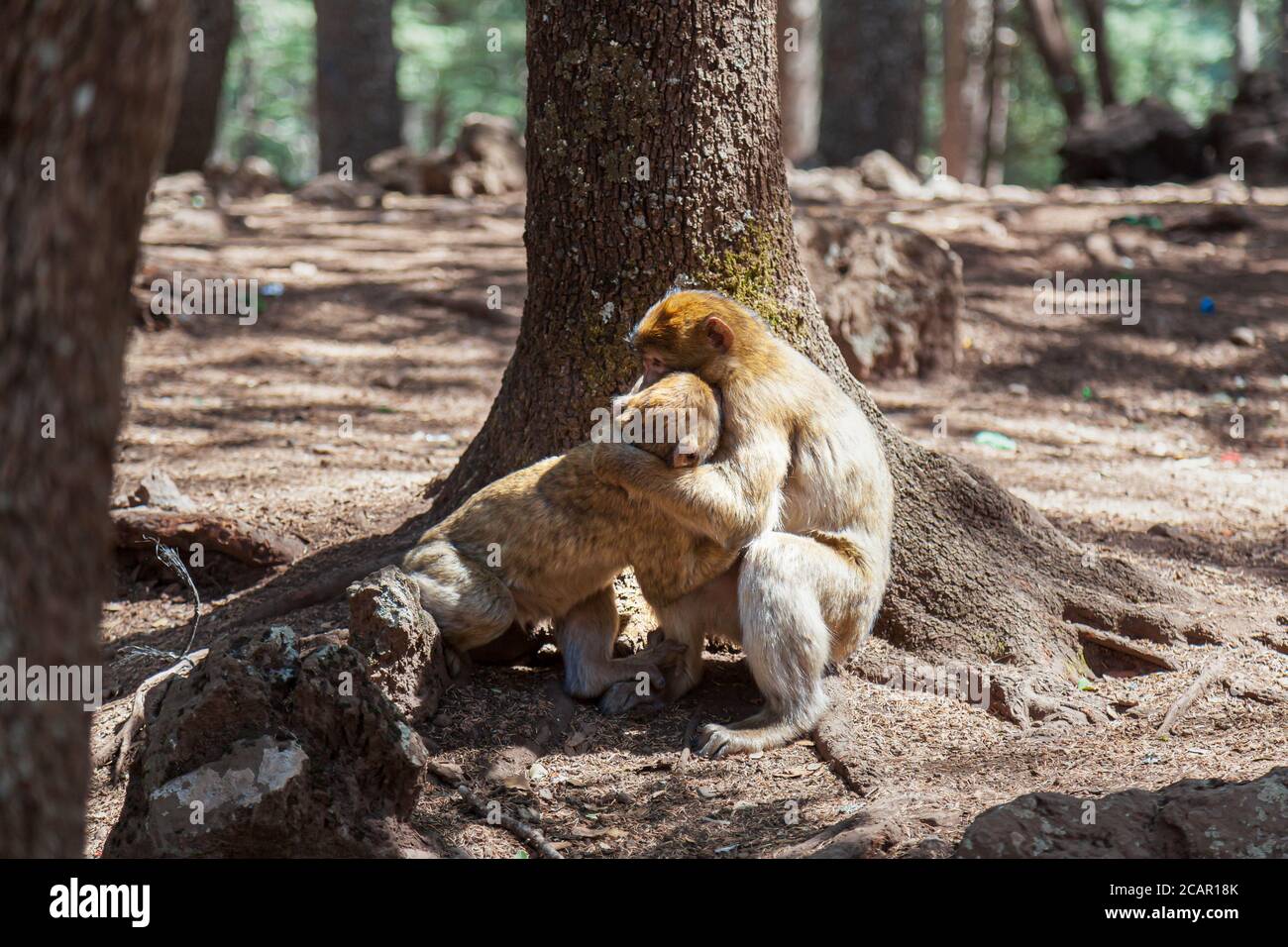 macaque monkey mother with young Barbary macaque Azrou in the Middle ...