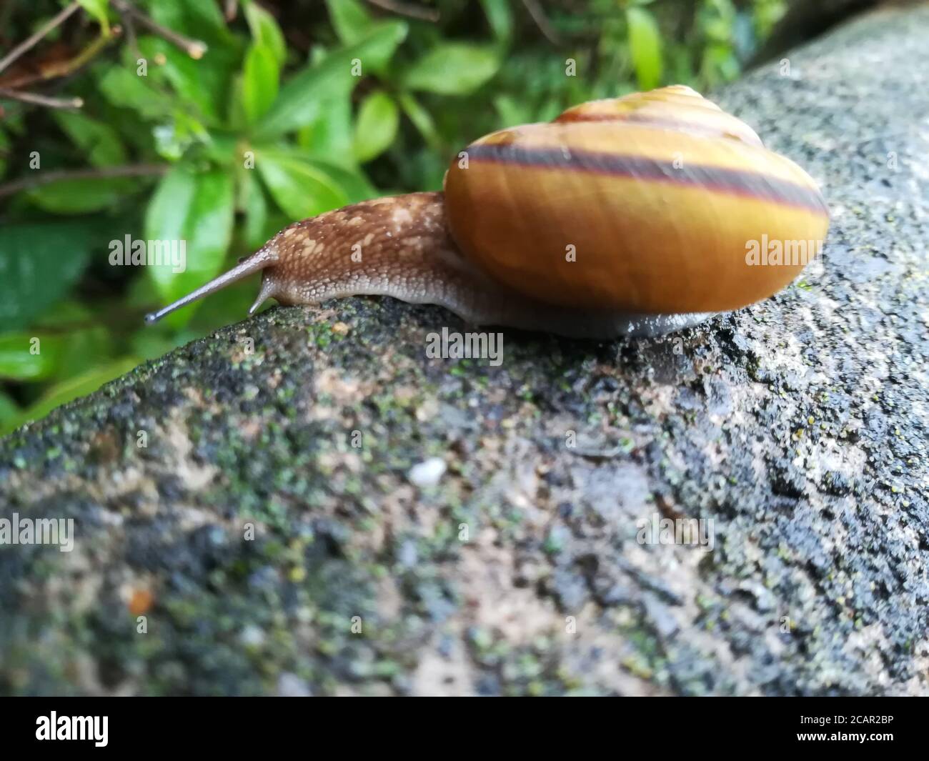 Helix pomatia, common names the Roman snail, Burgundy snail, edible