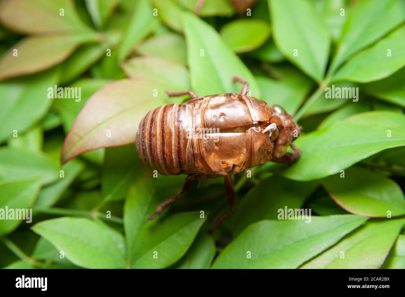 Cicada shell isolated on green leaves background. Top view. Close-up. Stock Photo