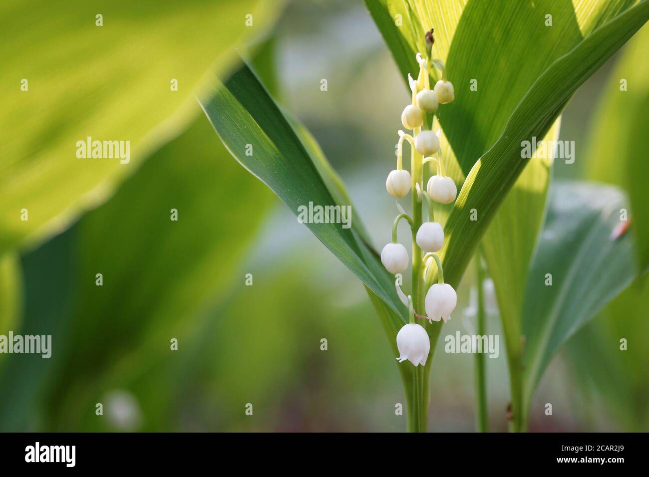 May morning in the forest, young spring flowers of the lily of the valley on a fuzzy background, copy space and bokeh Stock Photo