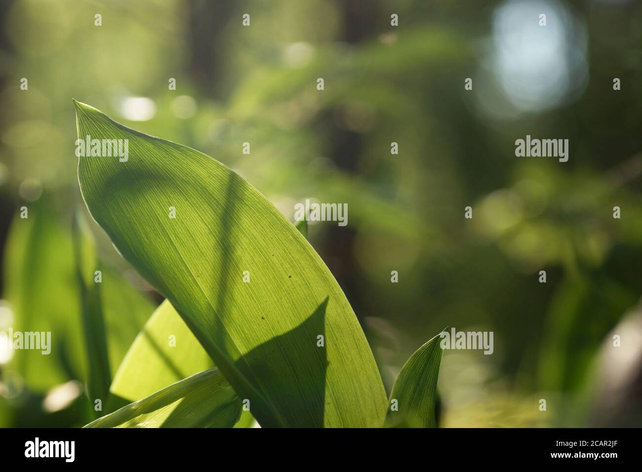 May morning in the forest, young spring lily of the valley leaves illuminated from behind against a fuzzy background, blank space and bokeh Stock Photo