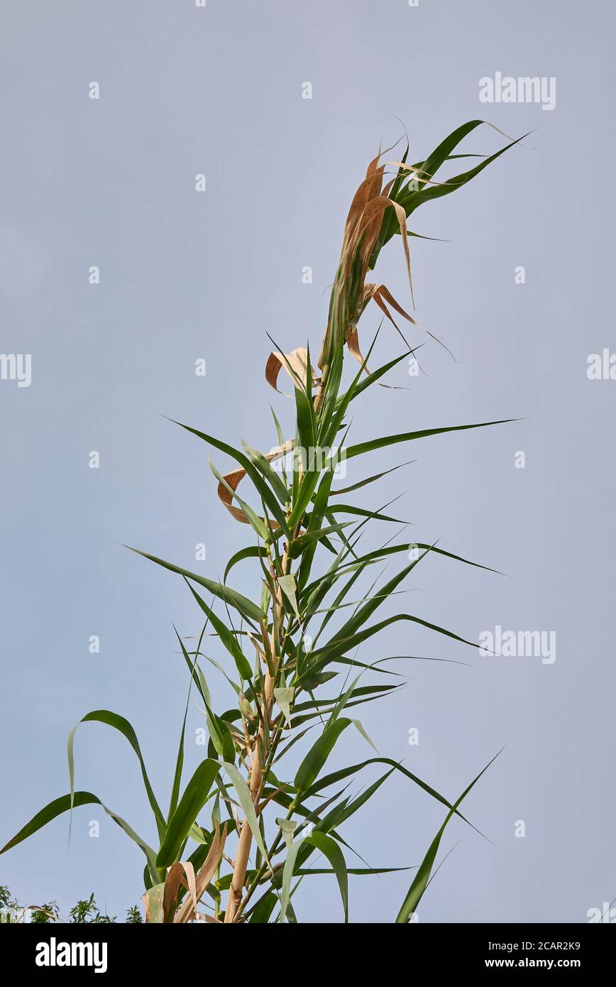 Arundo donax fresh green stalk and leaves Stock Photo