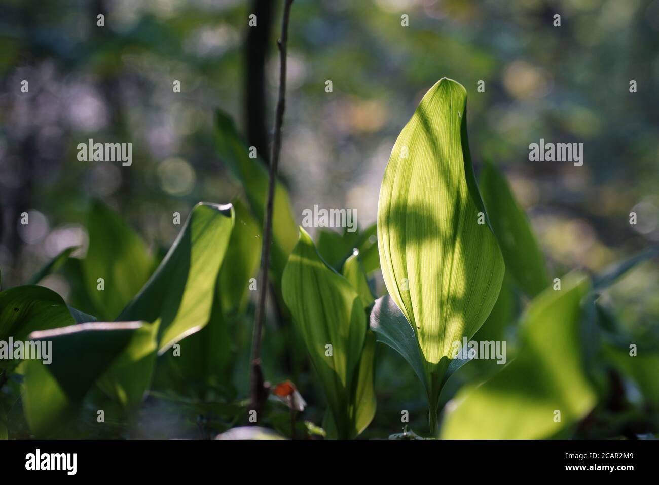 May morning, lily of the valley illuminated from behind at the bottom of the spring forest, close-up, bokeh, fuzzy background and copy space Stock Photo