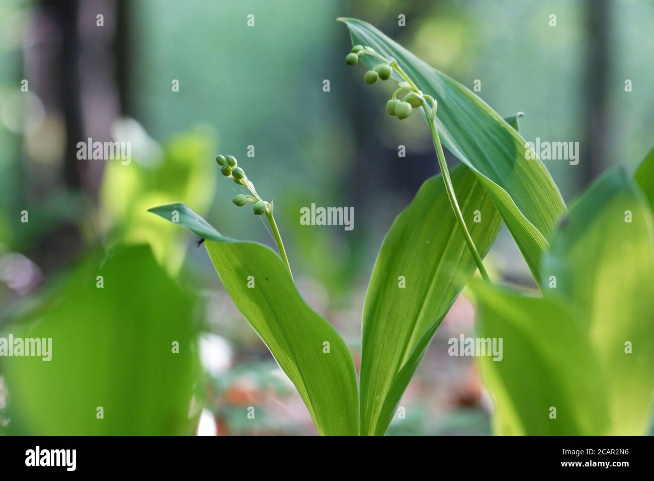May morning, lily of the valley ready to bloom at the bottom of the spring forest, close-up, bokeh, fuzzy background and copy space Stock Photo