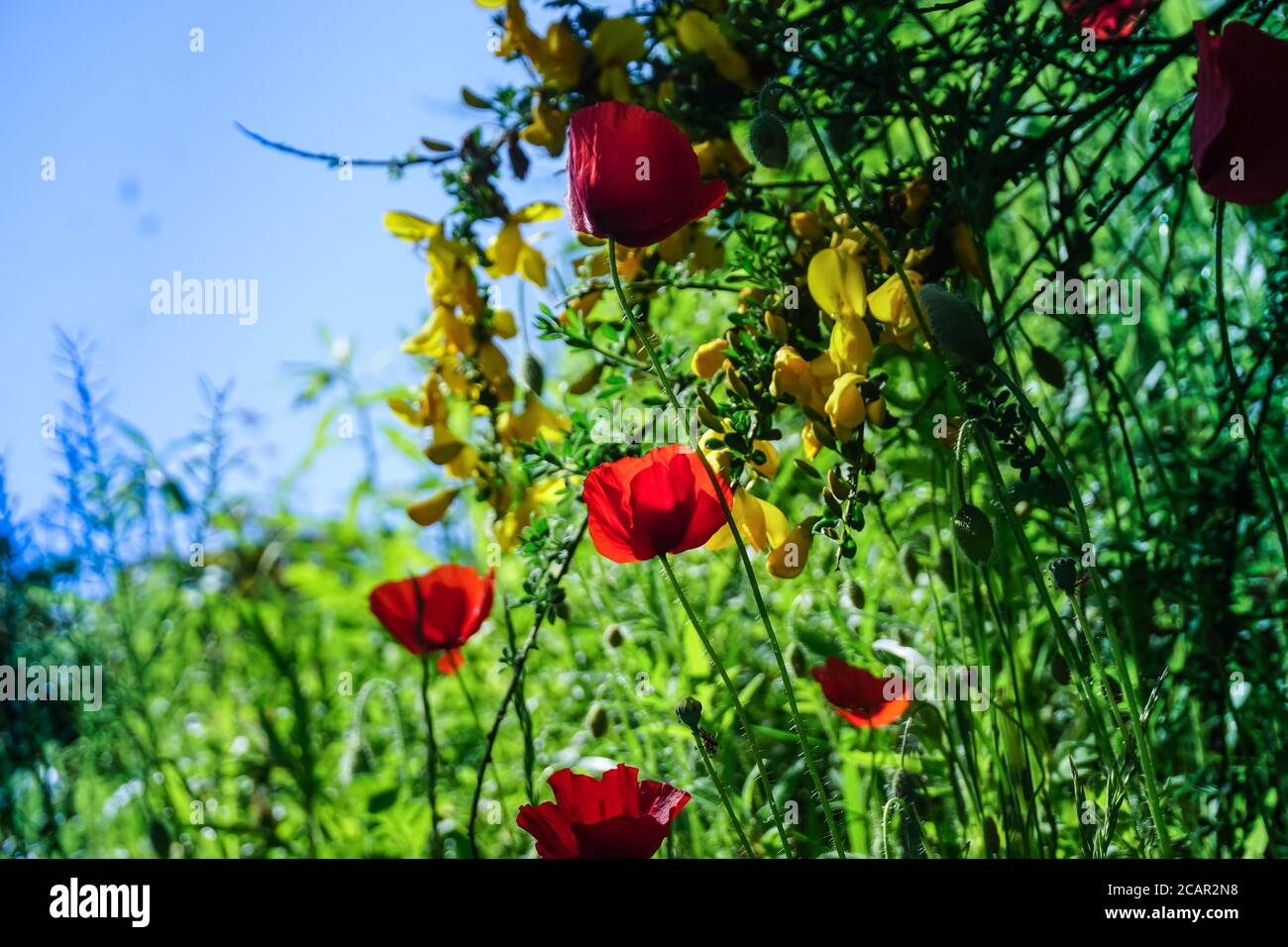 Red Poppy and Yellow Gorse with green nature around it Stock Photo