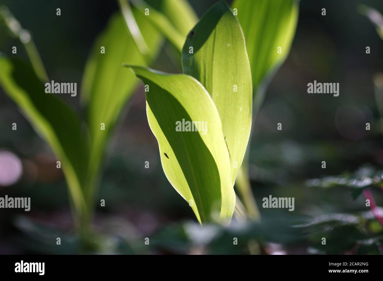 May morning, lily of the valley at the bottom of the spring forest, close-up, bokeh, fuzzy background and copy space Stock Photo