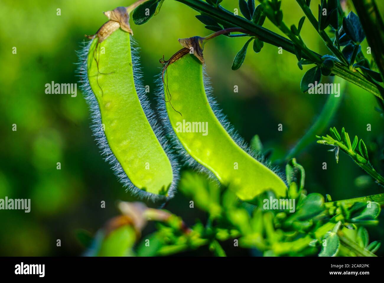 Two Gorse Seeds Stock Photo - Alamy