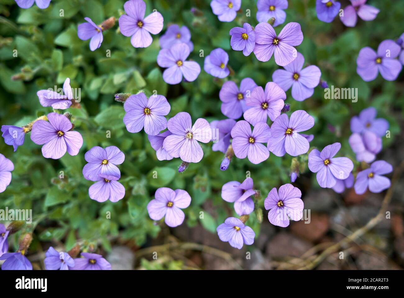 Aubrieta deltoidea with purple and blue flowers Stock Photo