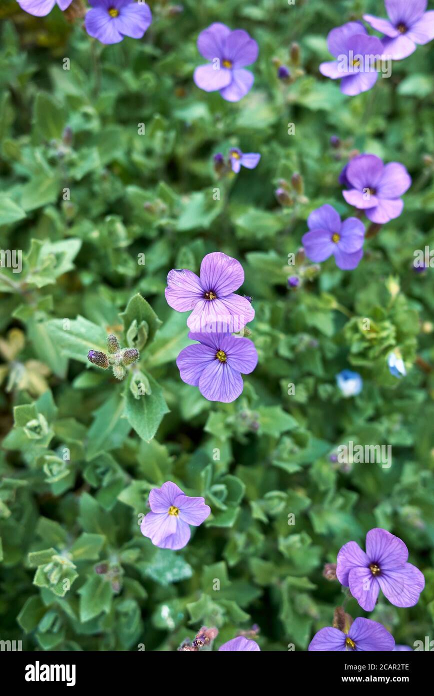 Aubrieta deltoidea with purple and blue flowers Stock Photo